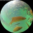 ./images/calvert/underwater/20260615/underwater20260615_180001M.jpg