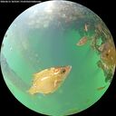 ./images/calvert/underwater/20260615/underwater20260615_183501M.jpg