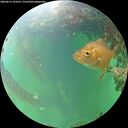 ./images/calvert/underwater/20260615/underwater20260615_193501M.jpg