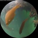 ./images/calvert/underwater/20260615/underwater20260615_212501M.jpg