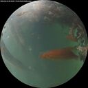 ./images/calvert/underwater/20260616/underwater20260616_051001M.jpg