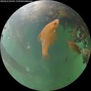./images/calvert/underwater/20260616/underwater20260616_053501M.jpg