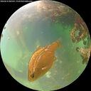 ./images/calvert/underwater/20260616/underwater20260616_083501M.jpg