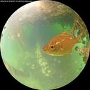 ./images/calvert/underwater/20260616/underwater20260616_094001M.jpg