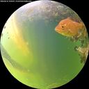 ./images/calvert/underwater/20260616/underwater20260616_194501M.jpg