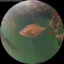 ./images/calvert/underwater/20260616/underwater20260616_220002M.jpg