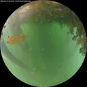 ./images/calvert/underwater/20260617/underwater20260617_054501M.jpg