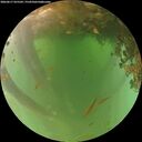 ./images/calvert/underwater/20260617/underwater20260617_055502M.jpg