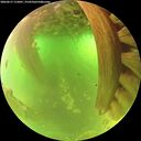 ./images/calvert/underwater/20260617/underwater20260617_112001M.jpg
