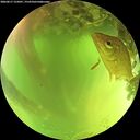 ./images/calvert/underwater/20260617/underwater20260617_125001M.jpg
