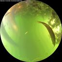 ./images/calvert/underwater/20260617/underwater20260617_165501M.jpg