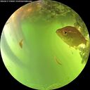 ./images/calvert/underwater/20260617/underwater20260617_170001M.jpg