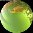 ./images/calvert/underwater/20260617/underwater20260617_170501M.jpg