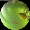 ./images/calvert/underwater/20260617/underwater20260617_173002M.jpg