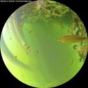 ./images/calvert/underwater/20260617/underwater20260617_183002M.jpg