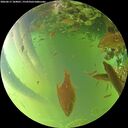 ./images/calvert/underwater/20260617/underwater20260617_184001M.jpg