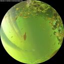 ./images/calvert/underwater/20260617/underwater20260617_184501M.jpg