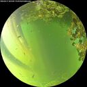 ./images/calvert/underwater/20260617/underwater20260617_185501M.jpg