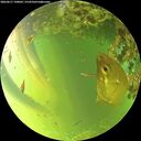 ./images/calvert/underwater/20260617/underwater20260617_190001M.jpg