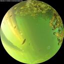 ./images/calvert/underwater/20260617/underwater20260617_193002M.jpg