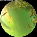 ./images/calvert/underwater/20260617/underwater20260617_195501M.jpg