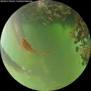 ./images/calvert/underwater/20260617/underwater20260617_205501M.jpg