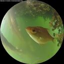 ./images/calvert/underwater/20260617/underwater20260617_210501M.jpg