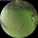 ./images/calvert/underwater/20260617/underwater20260617_212501M.jpg