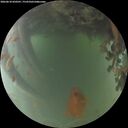 ./images/calvert/underwater/20260618/underwater20260618_050501M.jpg