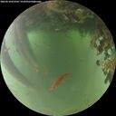 ./images/calvert/underwater/20260618/underwater20260618_053502M.jpg
