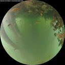 ./images/calvert/underwater/20260618/underwater20260618_054001M.jpg