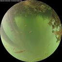 ./images/calvert/underwater/20260618/underwater20260618_061002M.jpg