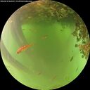 ./images/calvert/underwater/20260618/underwater20260618_064501M.jpg