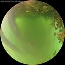 ./images/calvert/underwater/20260618/underwater20260618_065002M.jpg