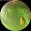 ./images/calvert/underwater/20260618/underwater20260618_070501M.jpg