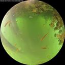 ./images/calvert/underwater/20260618/underwater20260618_071501M.jpg