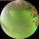 ./images/calvert/underwater/20260618/underwater20260618_073501M.jpg