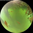 ./images/calvert/underwater/20260618/underwater20260618_074001M.jpg