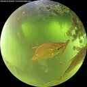 ./images/calvert/underwater/20260618/underwater20260618_102001M.jpg