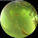 ./images/calvert/underwater/20260618/underwater20260618_110002M.jpg