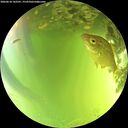 ./images/calvert/underwater/20260618/underwater20260618_142501M.jpg