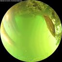 ./images/calvert/underwater/20260618/underwater20260618_153501M.jpg