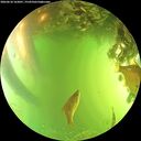 ./images/calvert/underwater/20260618/underwater20260618_162001M.jpg