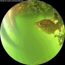 ./images/calvert/underwater/20260618/underwater20260618_171001M.jpg