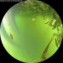 ./images/calvert/underwater/20260618/underwater20260618_173501M.jpg