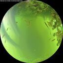 ./images/calvert/underwater/20260618/underwater20260618_174501M.jpg