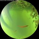 ./images/calvert/underwater/20260618/underwater20260618_175001M.jpg