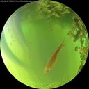 ./images/calvert/underwater/20260618/underwater20260618_182501M.jpg