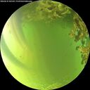 ./images/calvert/underwater/20260618/underwater20260618_185501M.jpg