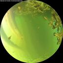 ./images/calvert/underwater/20260618/underwater20260618_191001M.jpg